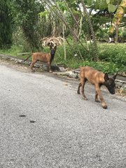 Malinois Puppy For Adoption  - Mixed Breed Dog