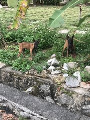 Malinois Puppy For Adoption  - Mixed Breed Dog