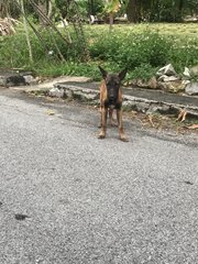 Malinois Puppy For Adoption  - Mixed Breed Dog