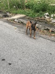 Malinois Puppy For Adoption  - Mixed Breed Dog