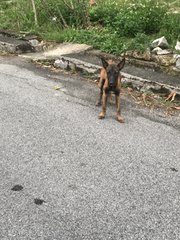 Malinois Puppy For Adoption  - Mixed Breed Dog