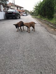 Malinois Puppy For Adoption  - Mixed Breed Dog