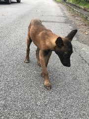 Malinois Puppy For Adoption  - Mixed Breed Dog