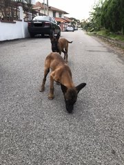 Malinois Puppy For Adoption  - Mixed Breed Dog