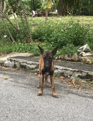 Malinois Puppy For Adoption  - Mixed Breed Dog