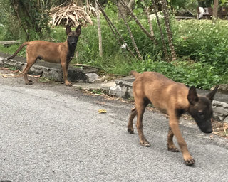 Malinois Puppy For Adoption  - Mixed Breed Dog