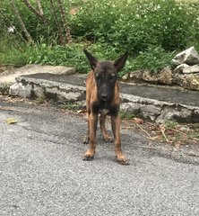 Malinois Puppy For Adoption  - Mixed Breed Dog