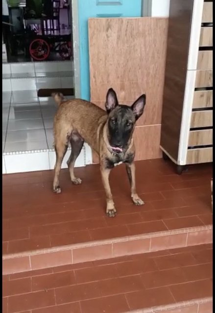 Malinois Puppy For Adoption  - Mixed Breed Dog