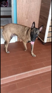 Malinois Puppy For Adoption  - Mixed Breed Dog