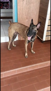 Malinois Puppy For Adoption  - Mixed Breed Dog