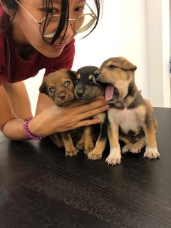 Puppies For Adoption  - Mixed Breed Dog