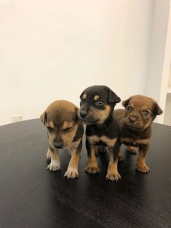 Puppies For Adoption  - Mixed Breed Dog