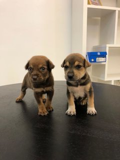 Puppies For Adoption  - Mixed Breed Dog