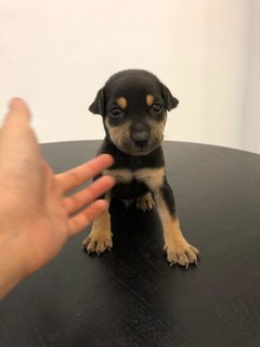 Puppies For Adoption  - Mixed Breed Dog