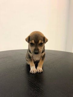 Puppies For Adoption  - Mixed Breed Dog