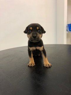 Puppies For Adoption  - Mixed Breed Dog