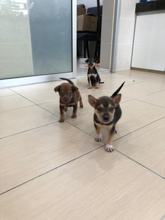 Puppies For Adoption  - Mixed Breed Dog