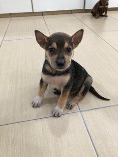 Puppies For Adoption  - Mixed Breed Dog