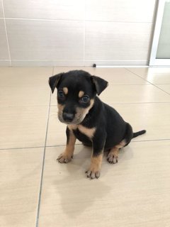 Puppies For Adoption  - Mixed Breed Dog