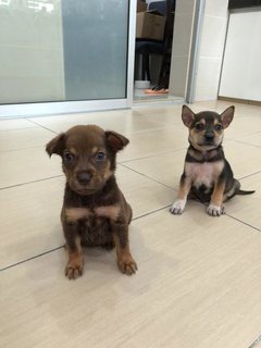 Puppies For Adoption  - Mixed Breed Dog