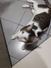 Sardin - Domestic Short Hair Cat