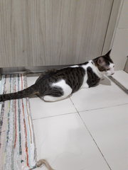 Sardin - Domestic Short Hair Cat