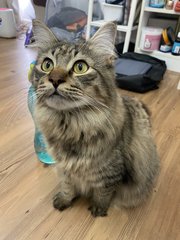 Mochi And Lina - Domestic Medium Hair + Domestic Long Hair Cat