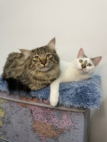 Mochi And Lina - Domestic Medium Hair + Domestic Long Hair Cat