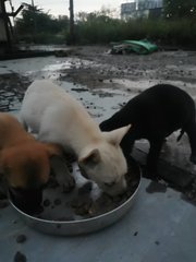 6 Pup In Kepong  - Mixed Breed Dog