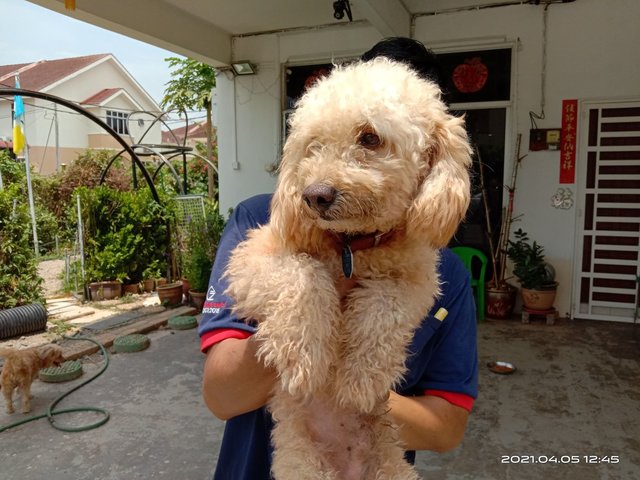 Poodles - Poodle Dog