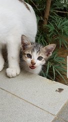 Casper - Domestic Short Hair Cat