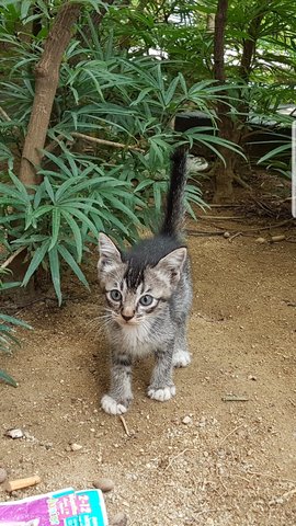 Yuzu - Domestic Short Hair Cat