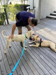 Delightful Duke - Mixed Breed Dog