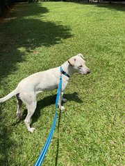 Delightful Duke - Mixed Breed Dog