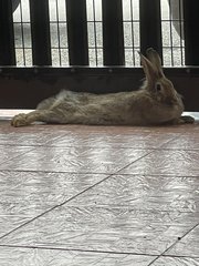 PF105769 - American + Lionhead Rabbit