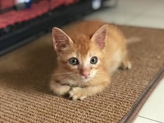 Mr Tiddles - Domestic Short Hair + Tabby Cat