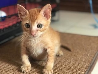 Mr Tiddles - Domestic Short Hair + Tabby Cat