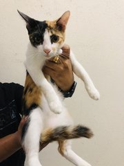 I’m Little Calico. I love to pose with an attitude 😀