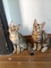 Kinsale &amp; Killian (Now Tony &amp; Queen) - Domestic Short Hair Cat