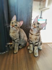 Kinsale &amp; Killian (Now Tony &amp; Queen) - Domestic Short Hair Cat