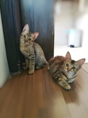 Kinsale &amp; Killian (Now Tony &amp; Queen) - Domestic Short Hair Cat