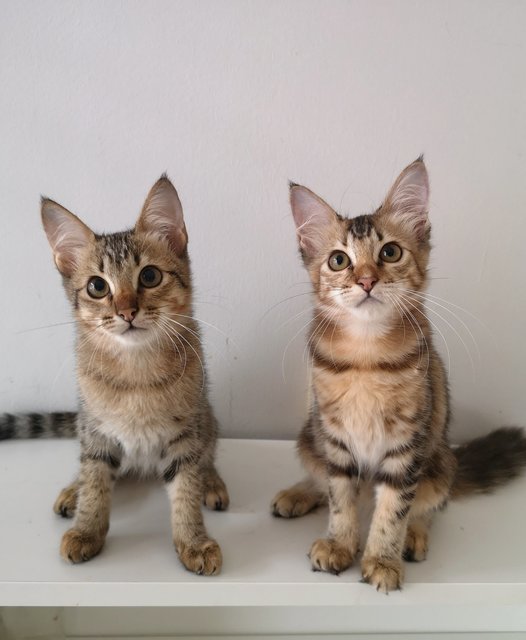 Kinsale &amp; Killian (Now Tony &amp; Queen) - Domestic Short Hair Cat