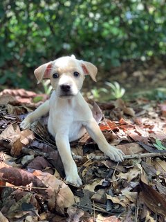 Pixie &amp; Phoebe - Mixed Breed Dog