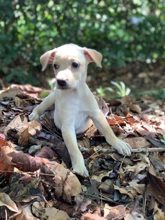 Pixie &amp; Phoebe - Mixed Breed Dog