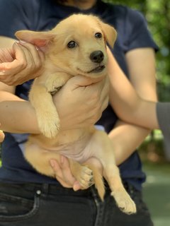 Pixie &amp; Phoebe - Mixed Breed Dog