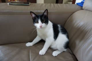 Oreo - Domestic Short Hair Cat