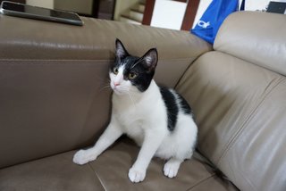 Oreo - Domestic Short Hair Cat