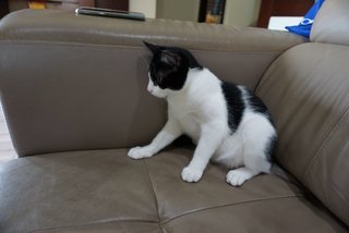 Oreo - Domestic Short Hair Cat