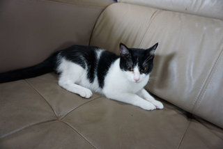 Oreo - Domestic Short Hair Cat