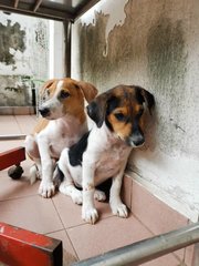 Polo And Poly - Mixed Breed Dog